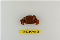 藏品(絨毛近方蟹)的圖片